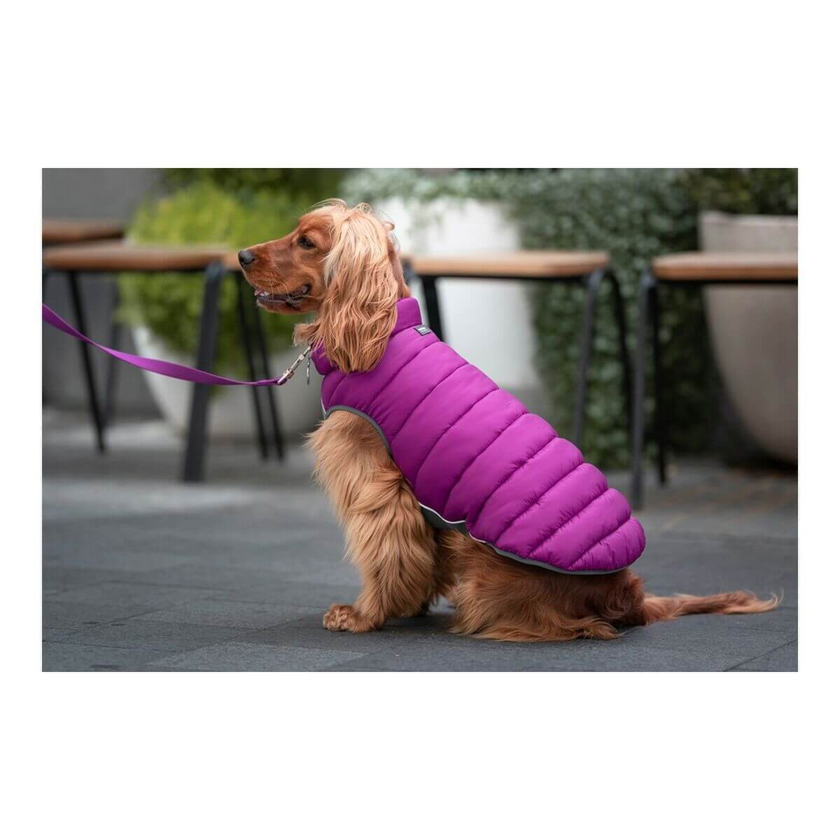 Manteau pour chien Red Dingo chaud et confortable - Bien-être & style