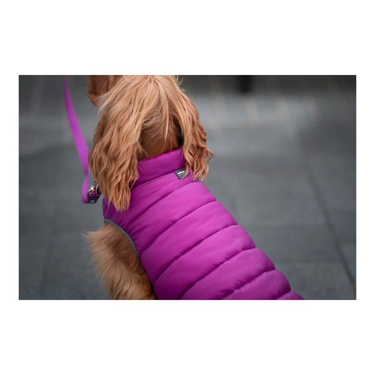 Accessoires animaux de compagnie : confort et style assurés - Bien-être & style 
